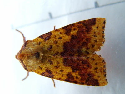 Pink-barred Sallow